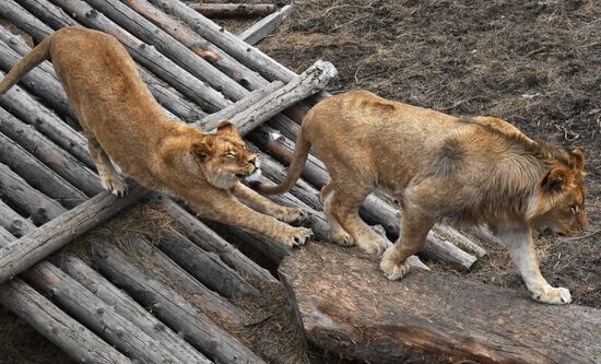 Russia Zoo