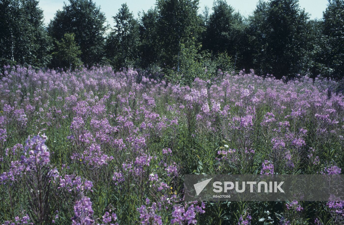 Baikal flora