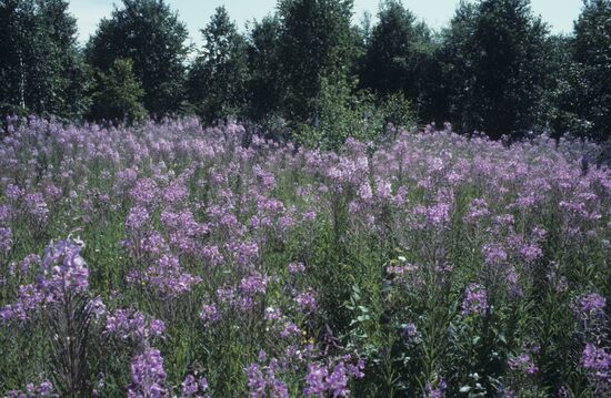 Baikal flora
