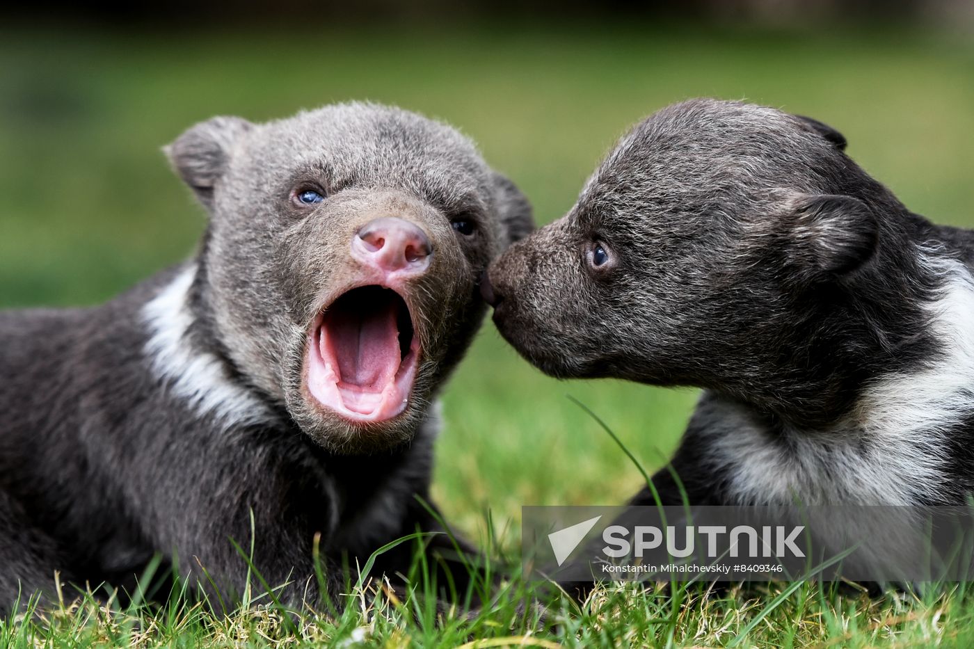 Russia Zoo
