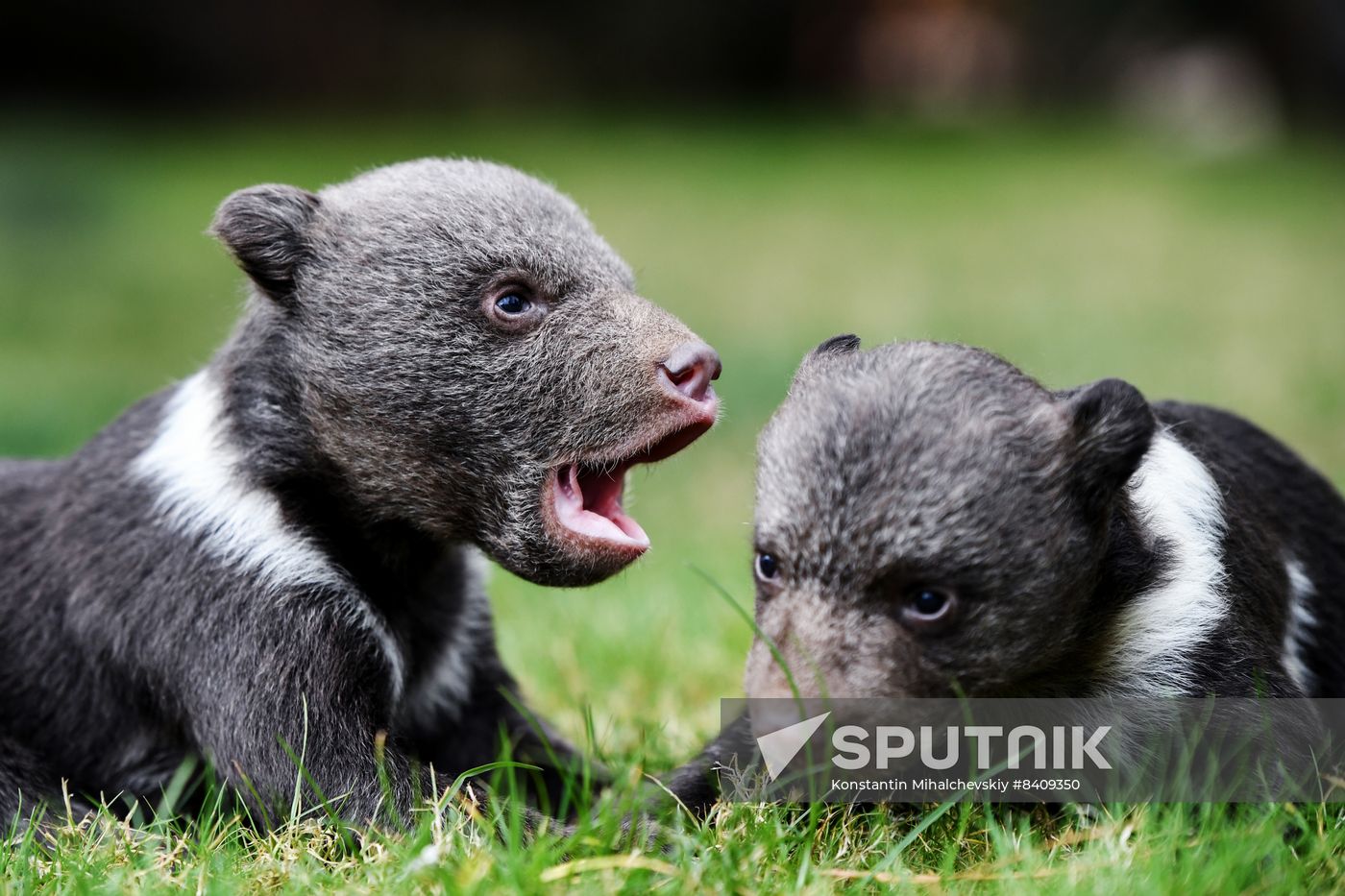 Russia Zoo