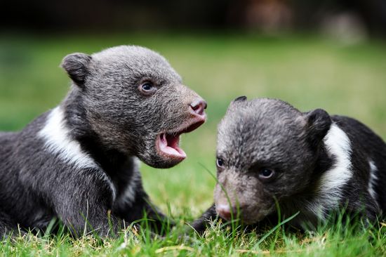 Russia Zoo
