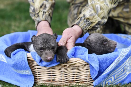 Russia Zoo