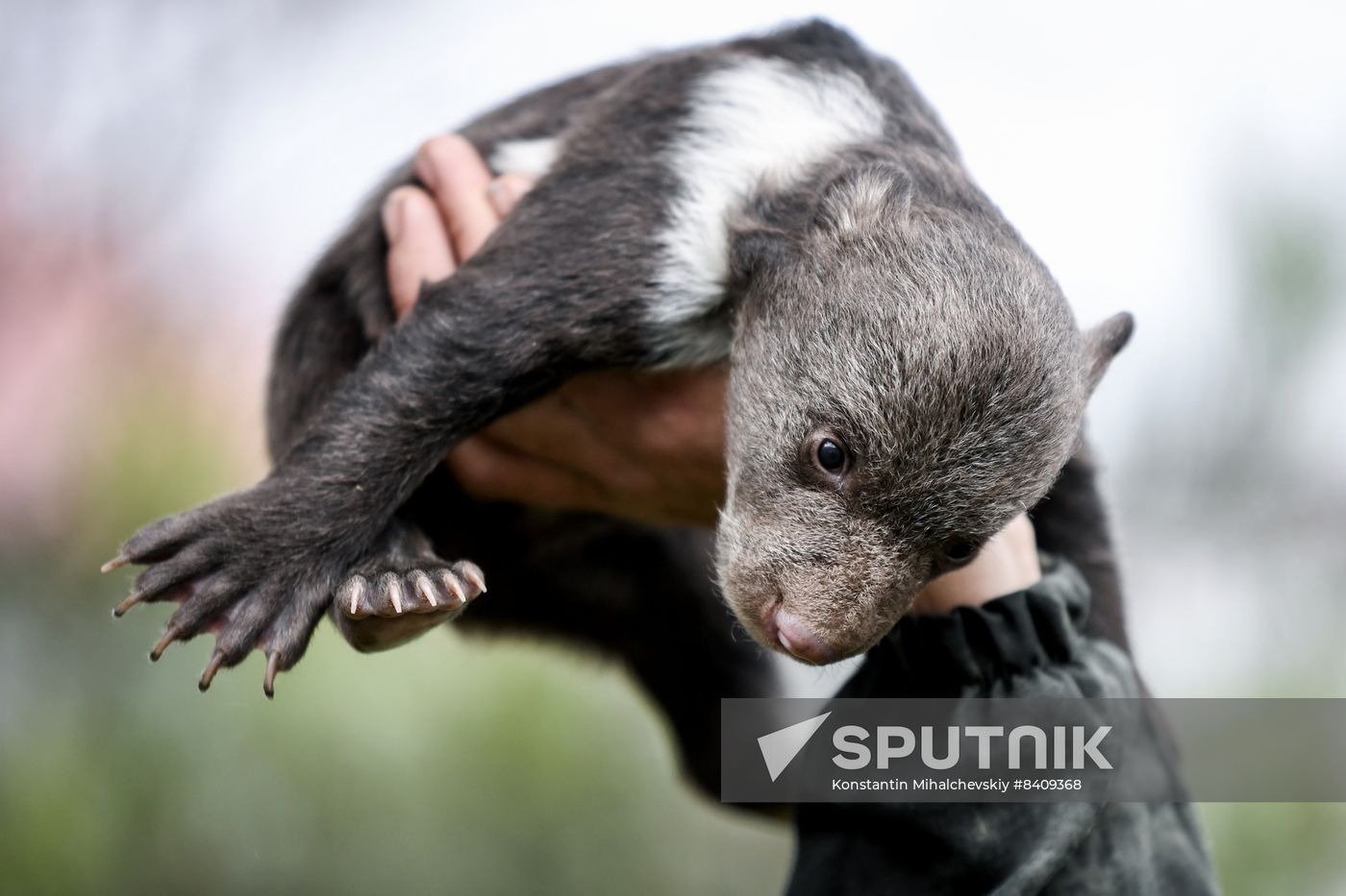 Russia Zoo