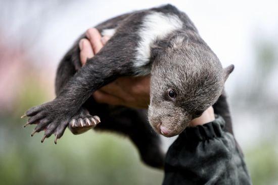Russia Zoo