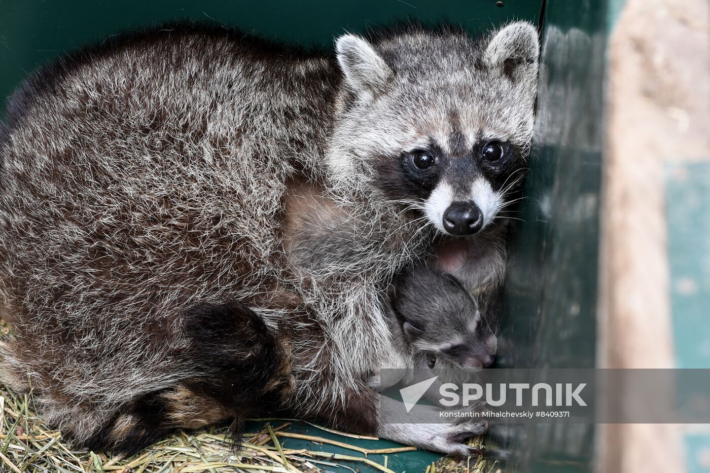 Russia Zoo