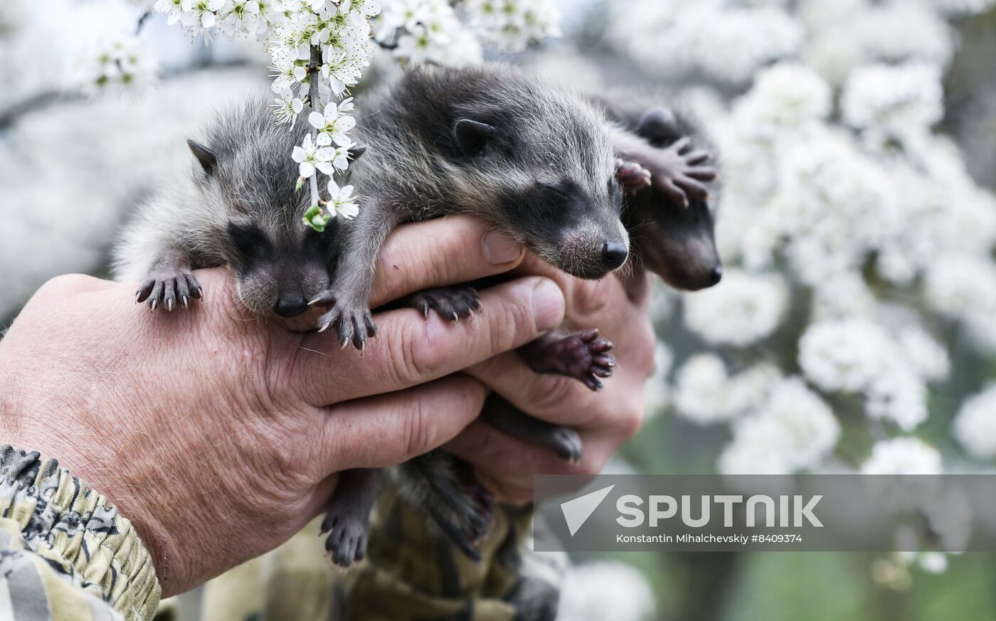 Russia Zoo