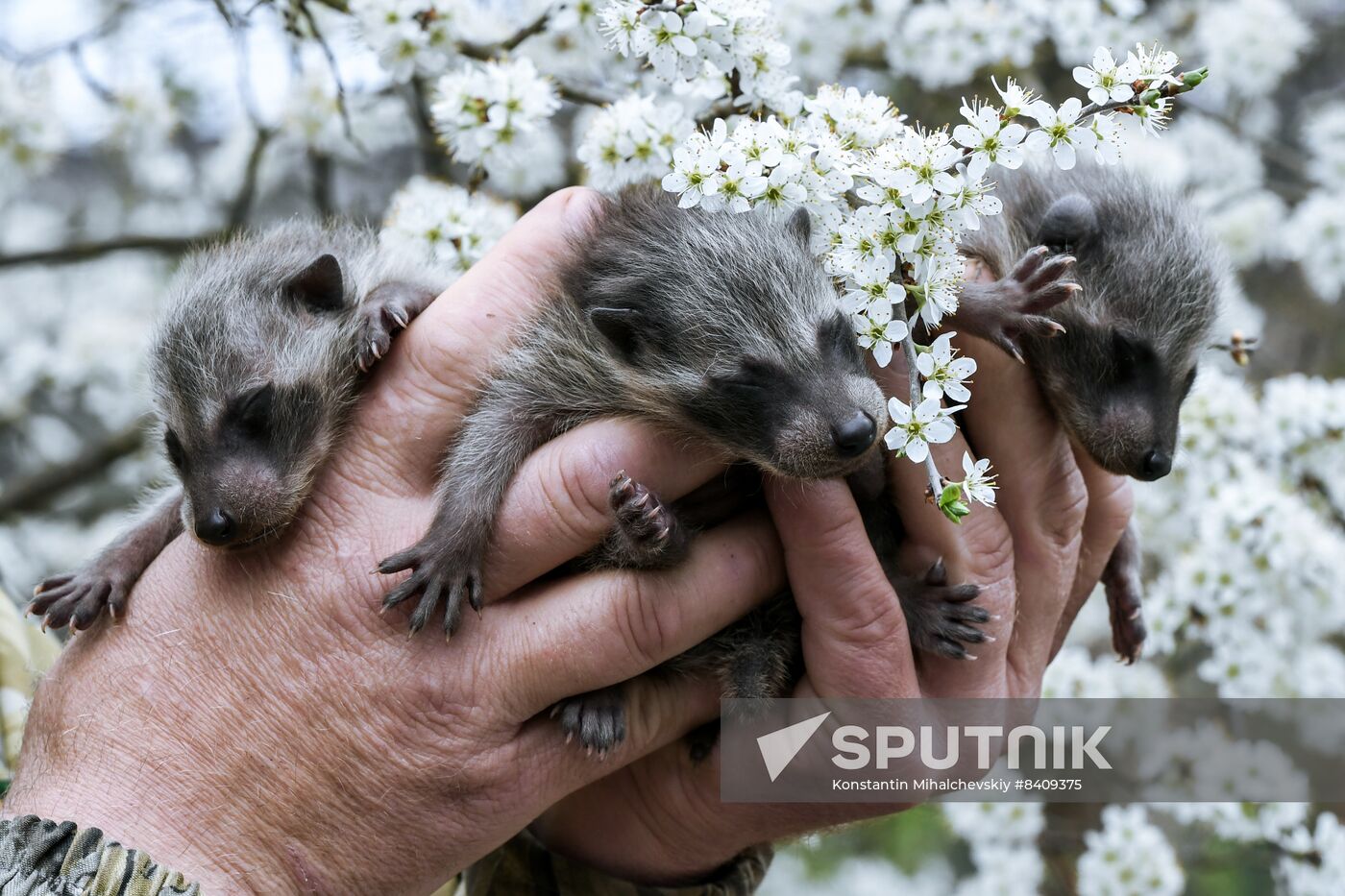 Russia Zoo