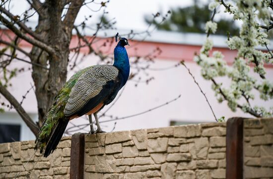 Russia Zoo