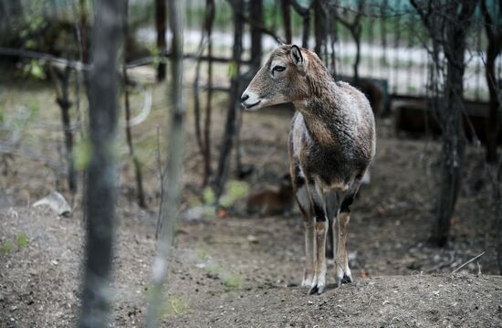 Russia Zoo