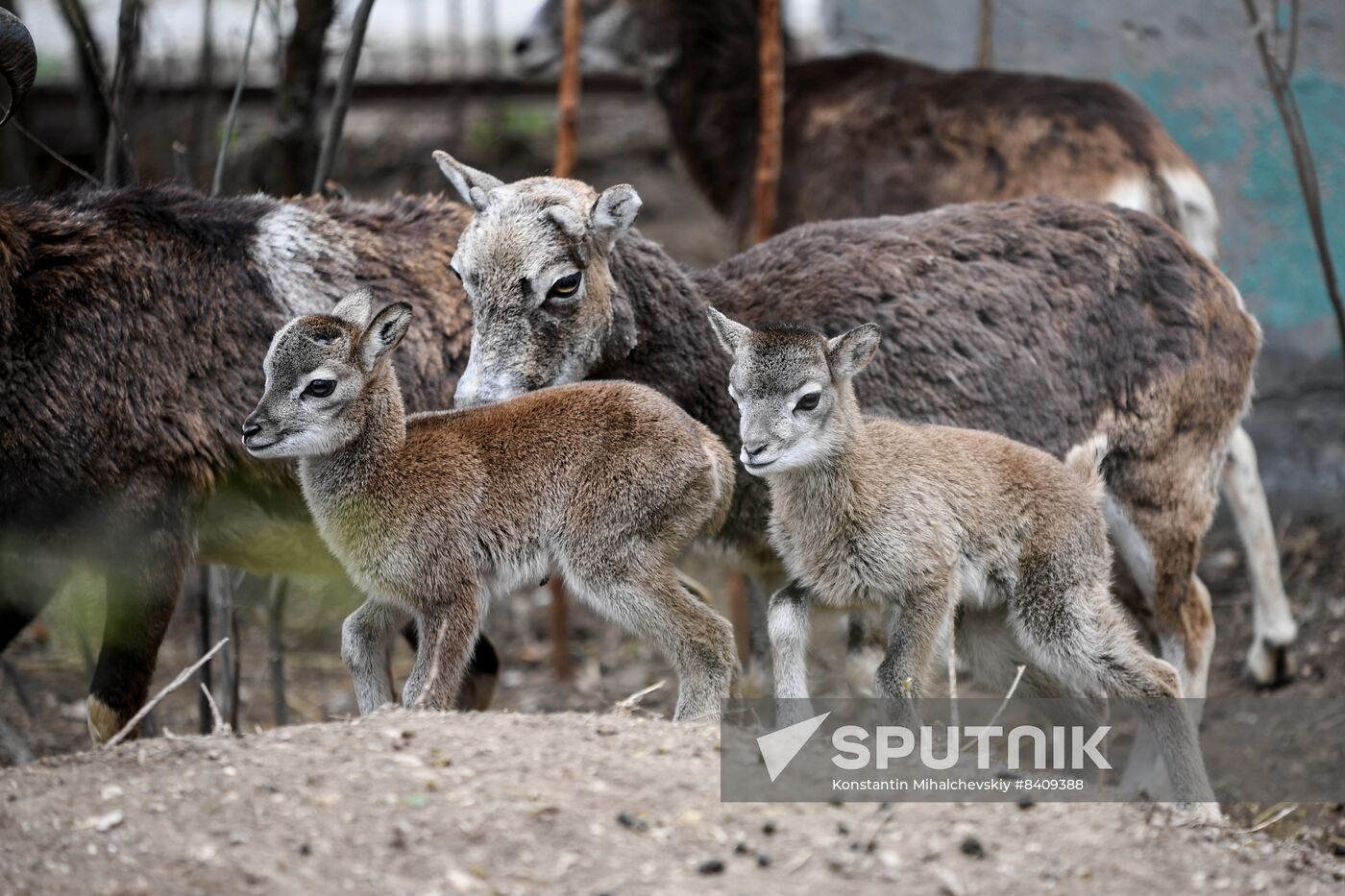 Russia Zoo