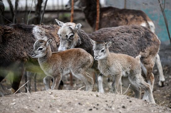 Russia Zoo