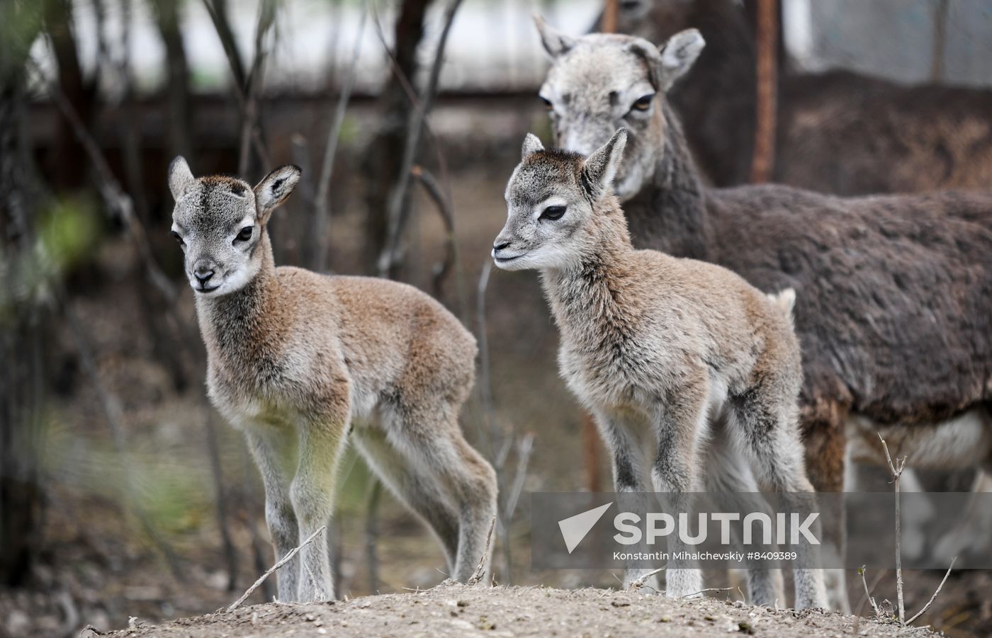 Russia Zoo
