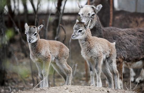 Russia Zoo