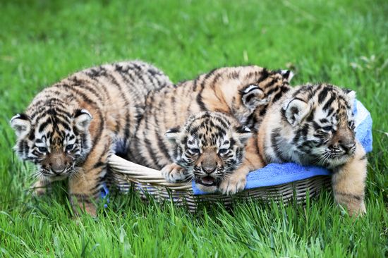 Russia Zoo