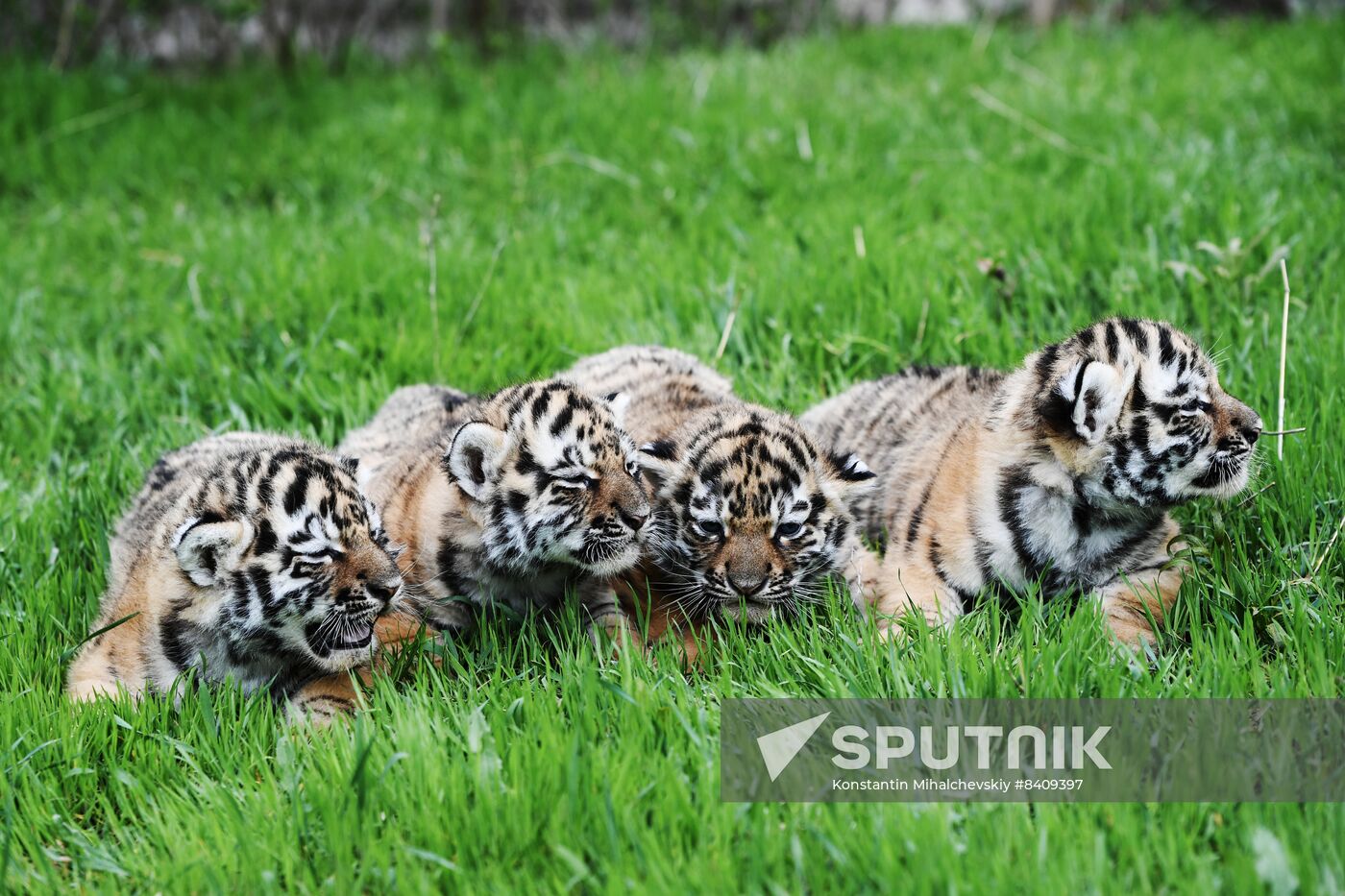 Russia Zoo