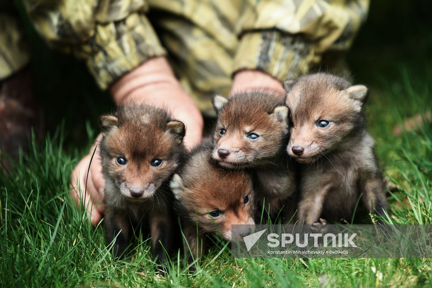 Russia Zoo