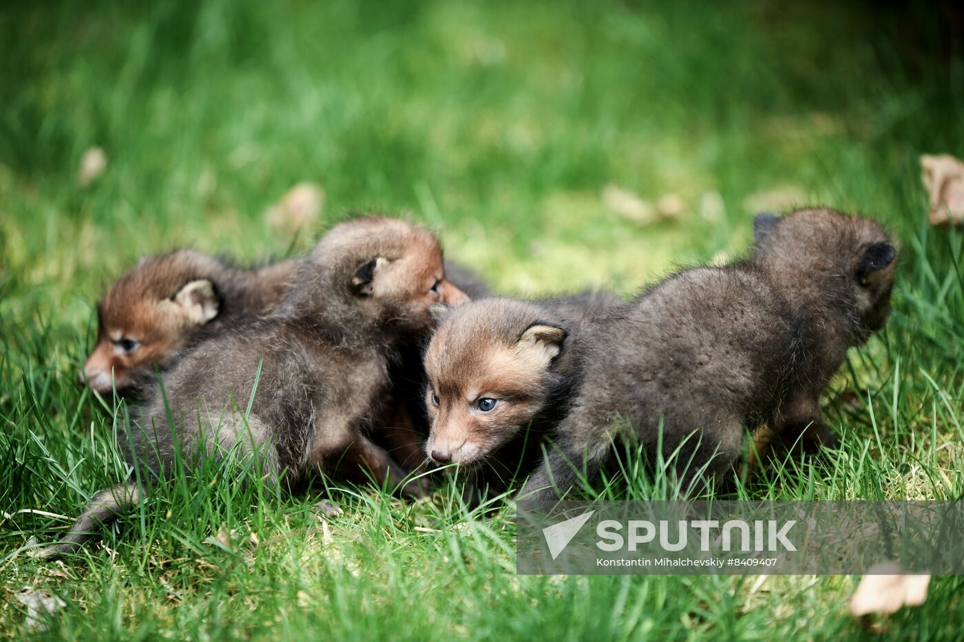 Russia Zoo