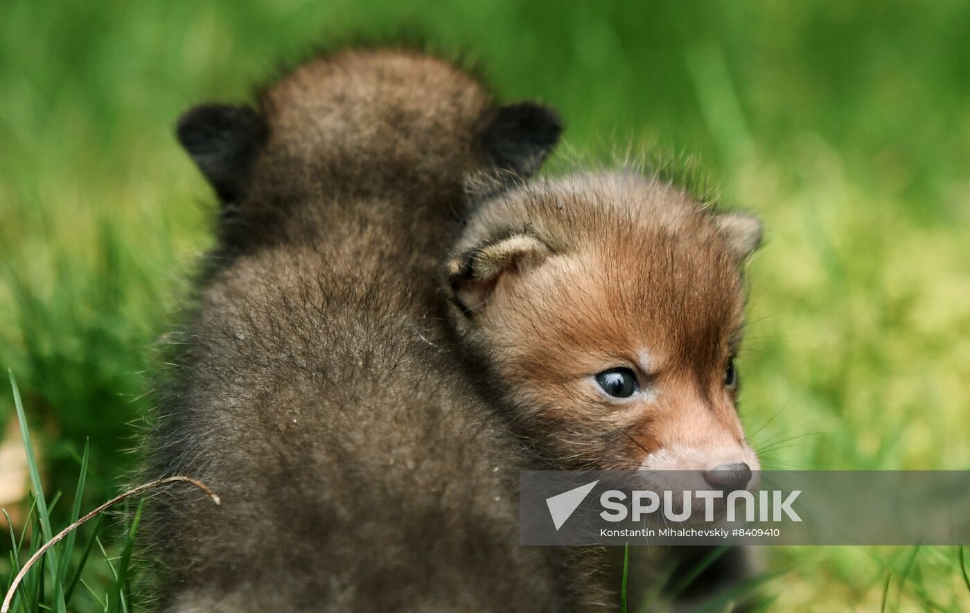 Russia Zoo