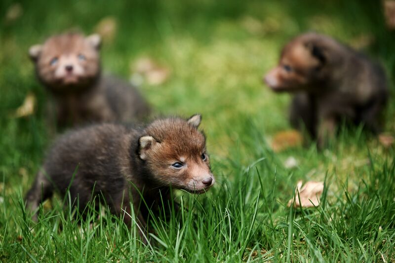Baby animals in zoos