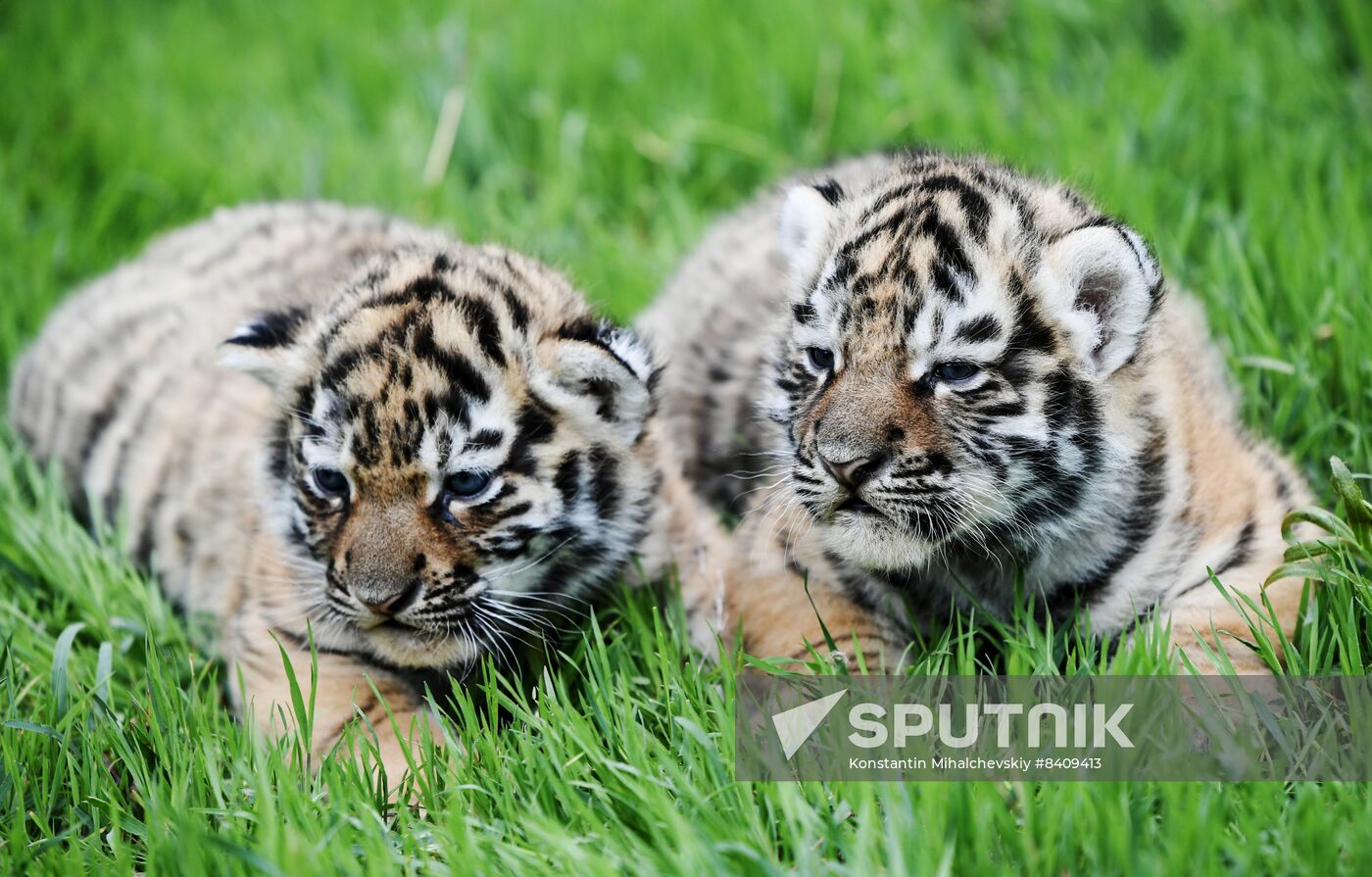 Russia Zoo