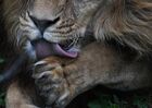 An African lion is seen at the Primorsky safari park near the village of Shkotovo, in the Primorsky Territory, Russia. Location: Russia, Primorsky krai region. Author: Vitaliy Ankov. Russia Animals Safari Park