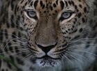 A leopard named Velikoross is seen at the Primorsky safari park near the village of Shkotovo, in the Primorsky Territory, Russia. Location: Russia, Primorsky krai region. Author: Vitaliy Ankov. Russia Animals Safari Park