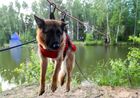 Handlers of the 46th dog training unit sending a dog across a water obstacle at a class on the grounds of the Noginsk Rescue Centre of the Russian Emergency Situations Ministry, outside Moscow, Russia. Location: Russia, Moscow region. Author: Kirill Kallinikov. Russia Emergencies Ministry Canine Center