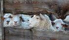 Sheep and goats are seen in a paddock at the Damby family's shepherd parking lot on a mountain plateau in Bai-Taiga district, Republic of Tuva, Russia. Location: Republic of Tuva. Author: Ilya Naymushin/Sputnik. Russia Agriculture Breeding