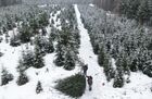 Employees cut down fir trees for sale for the upcoming winter holidays on a plantation of coniferous trees, in the Iskitimsky district of the Novosibirsk region, Russia. Location: Russia, Novosibirsk Region. Author: Alexandr Kryazhev/Sputnik. Russia New Year Festive Season Preparations