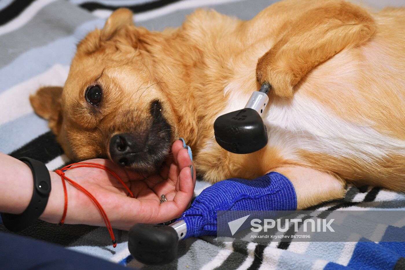 Golden retriever hot sale sputnik