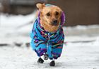 A dog named Monika, an amputee dog with four artificial limbs, walks outside the veterinarian clinic "Best" in the Siberian city of Novosibirsk, Russia. Volunteers rescued Monika after she was initially found without her paws in December 2020 by workers in the village of Plastunovskaya near Krasnodar. The operation to fit her with titanium prosthetic legs was conducted by vet Sergei Gorshkov, who is based in Novosibirsk and has fitted 37 animals with prosthetic limbs since 2015 but this was the first time he had tried the operation on a dog. Location: Novosibirsk. Author: Alexandr Kryazhev/Sputnik. Russia Prosthetic Dog