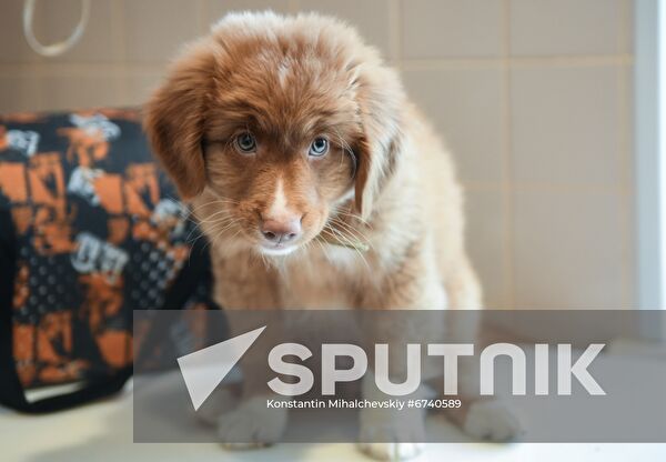 Russia Airport Security Puppy