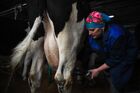 An employee prepares a cow for milking at a barn in the village of Kirza, Novosibirsk Region, Russia. Location: Novosibirsk Region. Author: Alexandr Kryazhev/Sputnik. Russia Food Industry