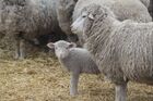 A lamb and sheep of the North Caucasian meat-wool sheep breed are seen at the territory of "Vostok" (East) plant in Verkhnostepnoy village, Stavropol region, Russia.
Location: Russia, Stavropol region. Author: Denis Abramov/Sputnik. Russia Agriculture Livestock