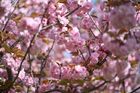 Japanese cherry also known as Sakura blossoms in Sochi, Krasnodar region, Russia. Location: Russia, Krasnodar region, Sochi. Author: Artur Lebedev/Sputnik. Russia Environment Cherry Blossom