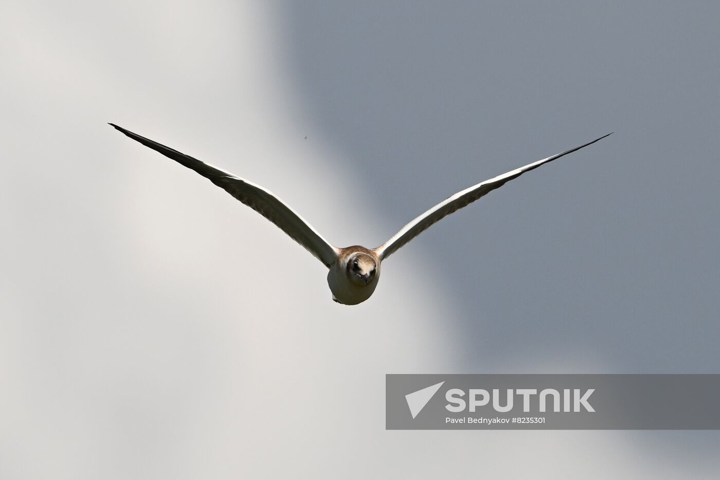 Russia Wildlife Sputnik Mediabank