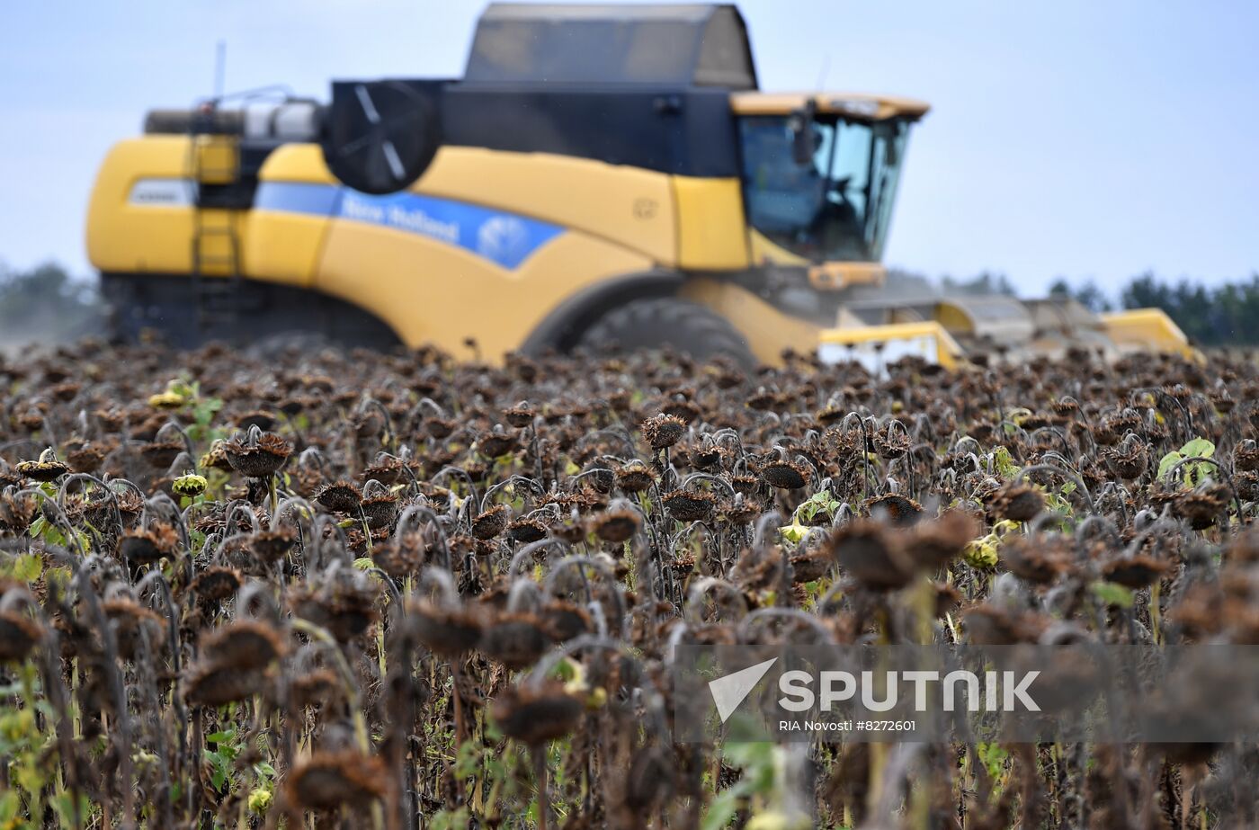 Ukraine Russia Military Operation Sunflower Harvesting Sputnik Mediabank