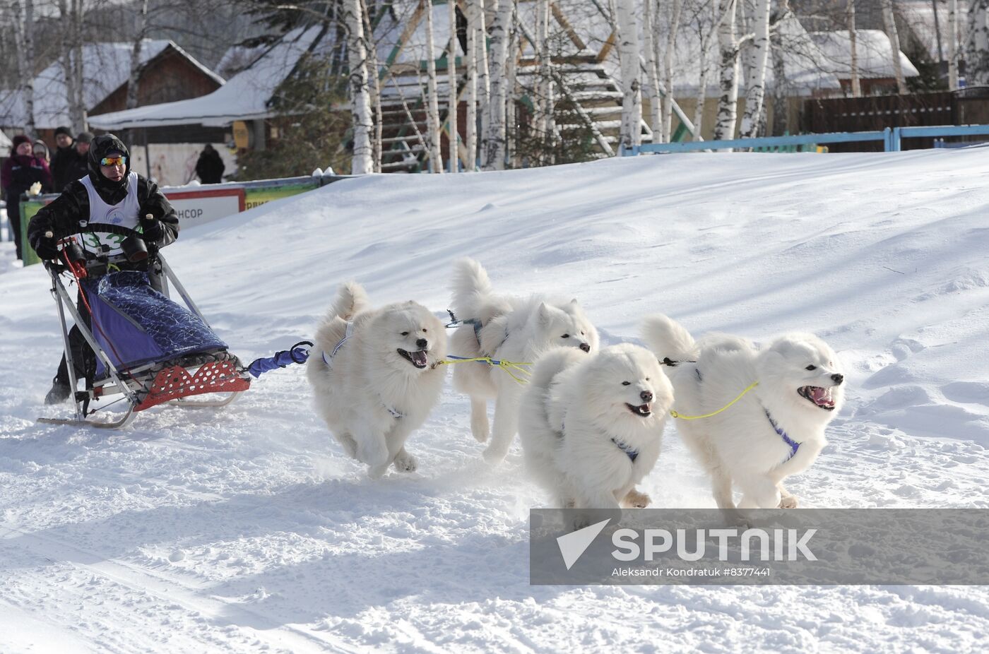 Samoyed sled dog top