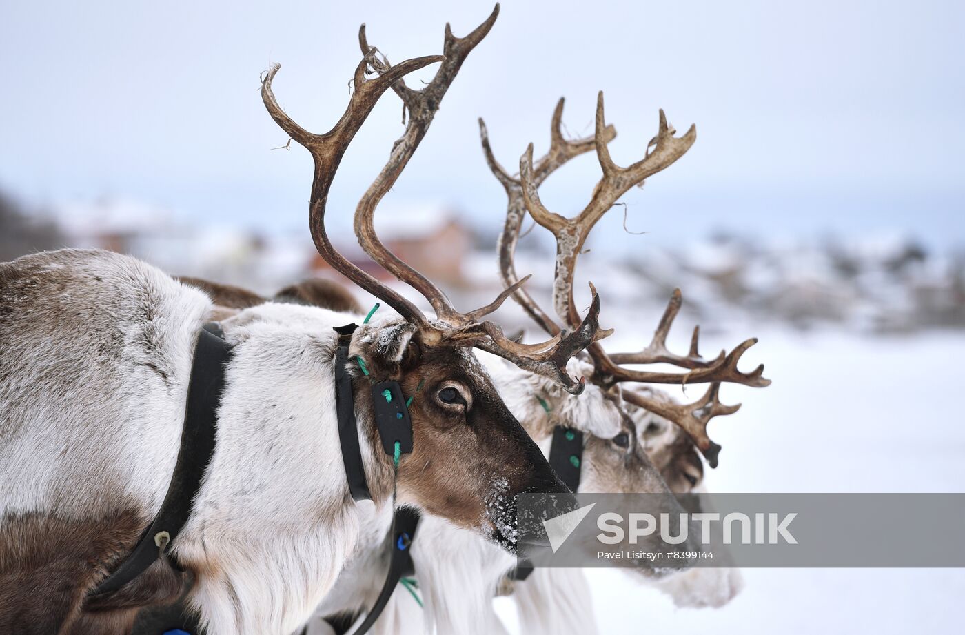 Russia Reindeer Herders #39 Day Sputnik Mediabank
