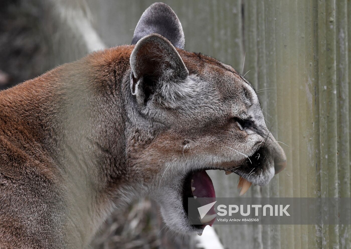 Russia Zoo Sputnik Mediabank