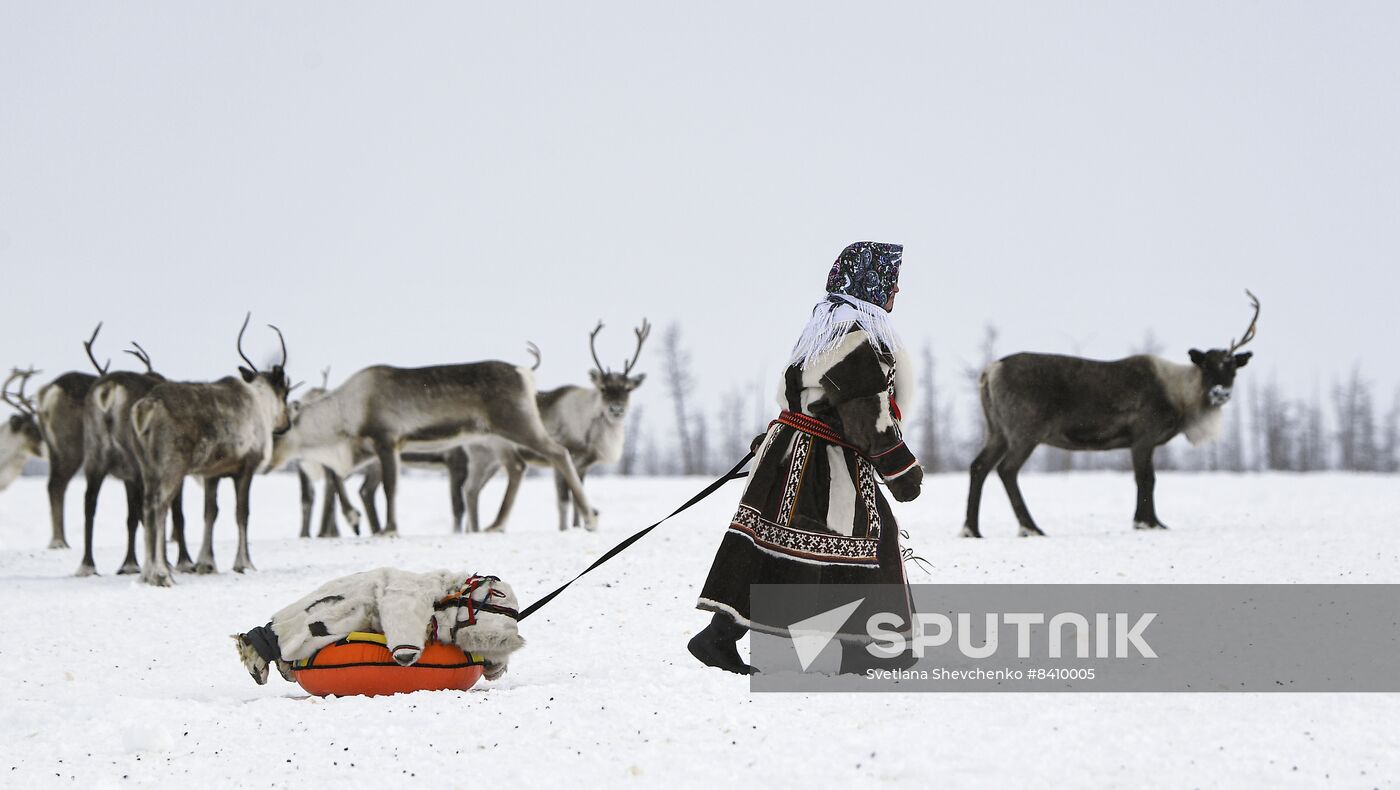 Russia Siberia Reindeer Breeder's Camp