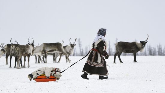 Russia Siberia Reindeer Breeder's Camp