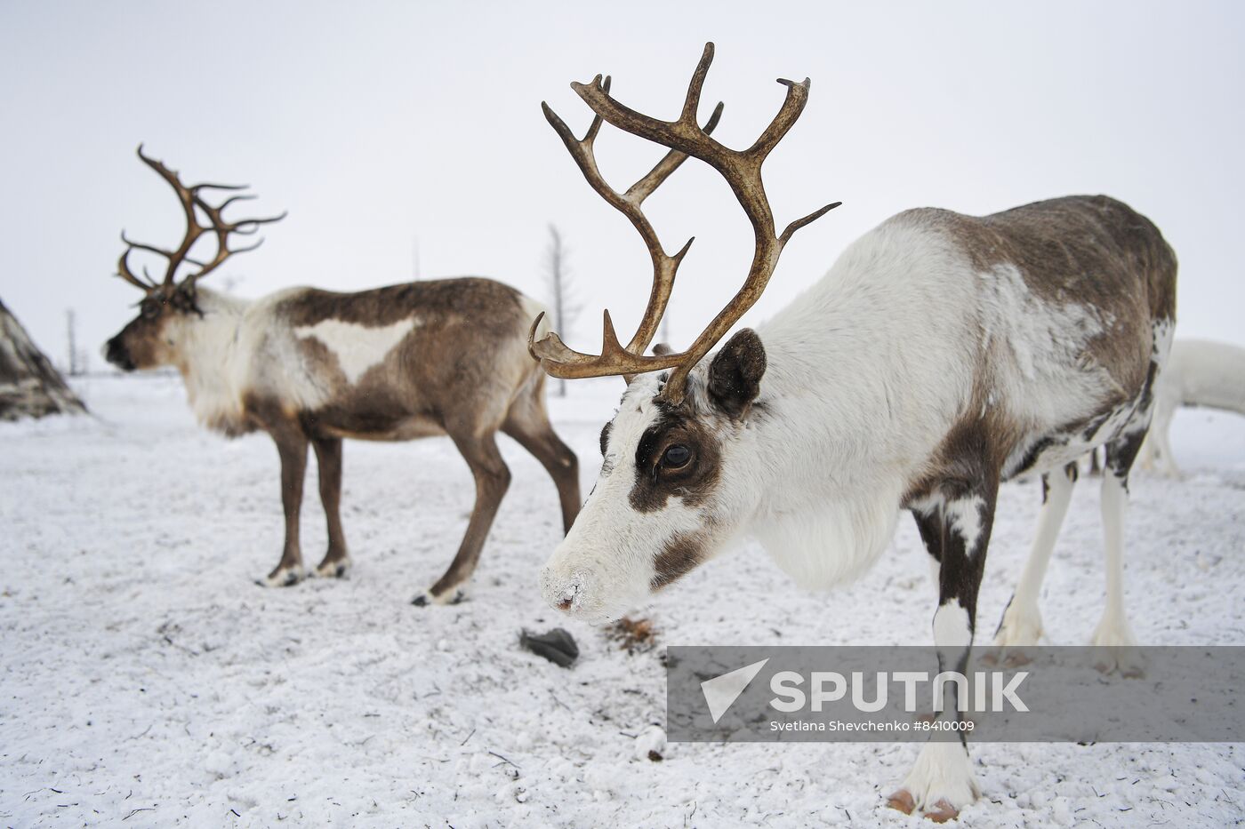 Russia Siberia Reindeer Breeder's Camp