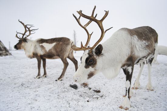 Russia Siberia Reindeer Breeder's Camp