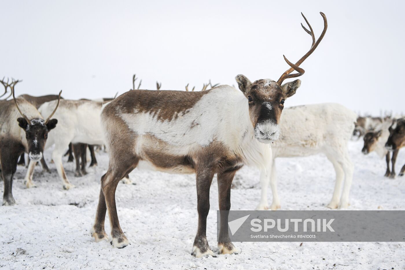 Russia Siberia Reindeer Breeder's Camp