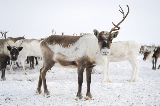 Russia Siberia Reindeer Breeder's Camp