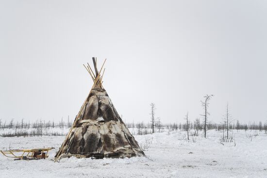 Russia Siberia Reindeer Breeder's Camp