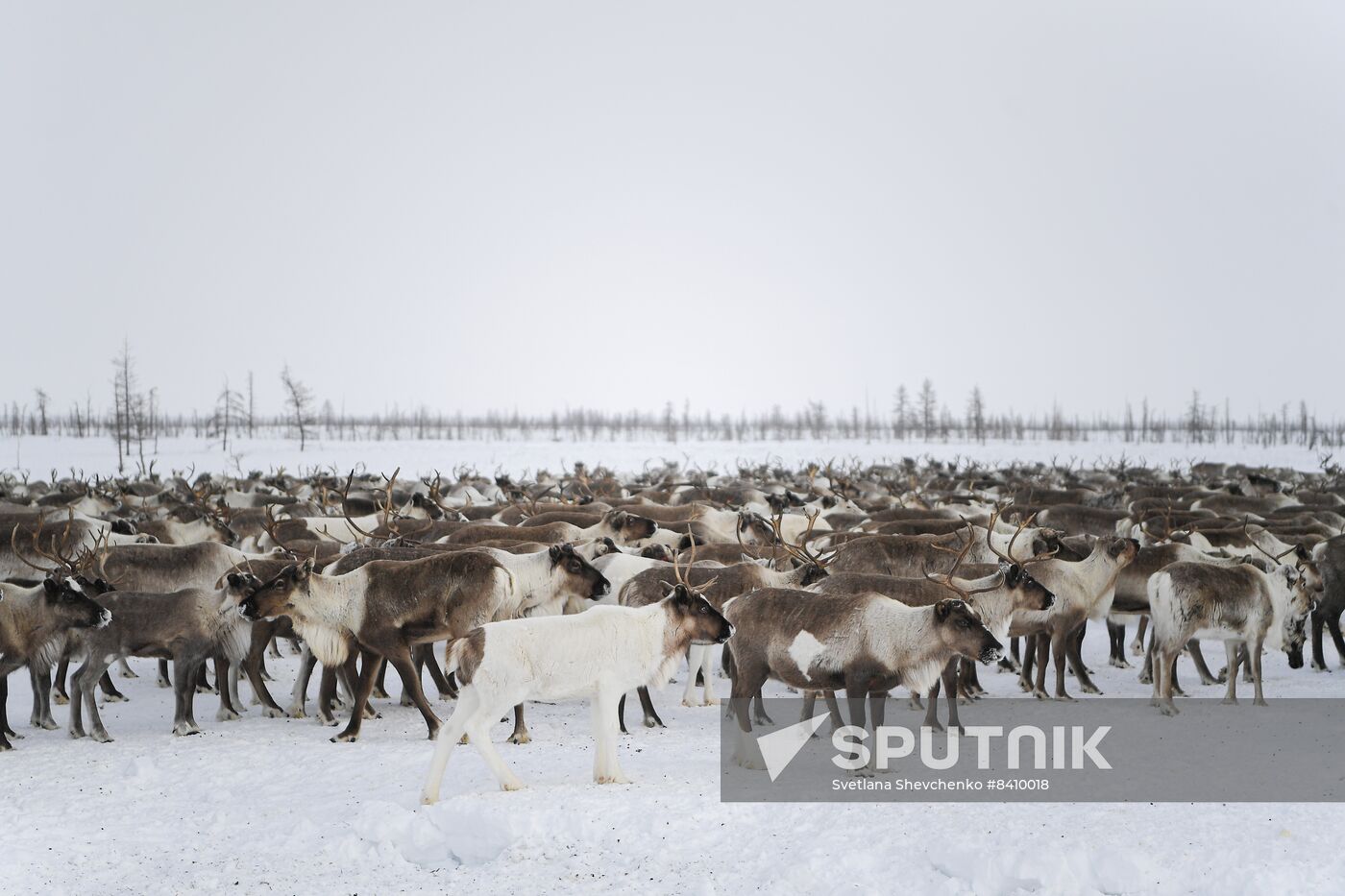 Russia Siberia Reindeer Breeder's Camp