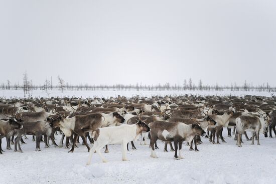 Russia Siberia Reindeer Breeder's Camp